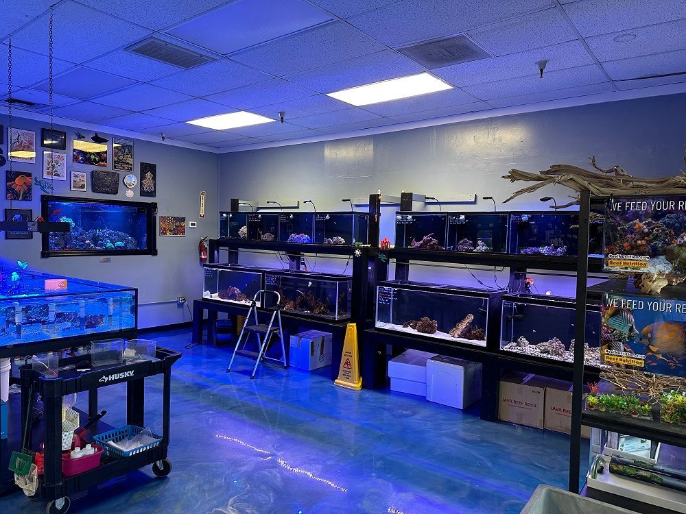 Interior of an aquarium store, several tanks with fish, blue lighting, merchandise on shelves, and a cart.