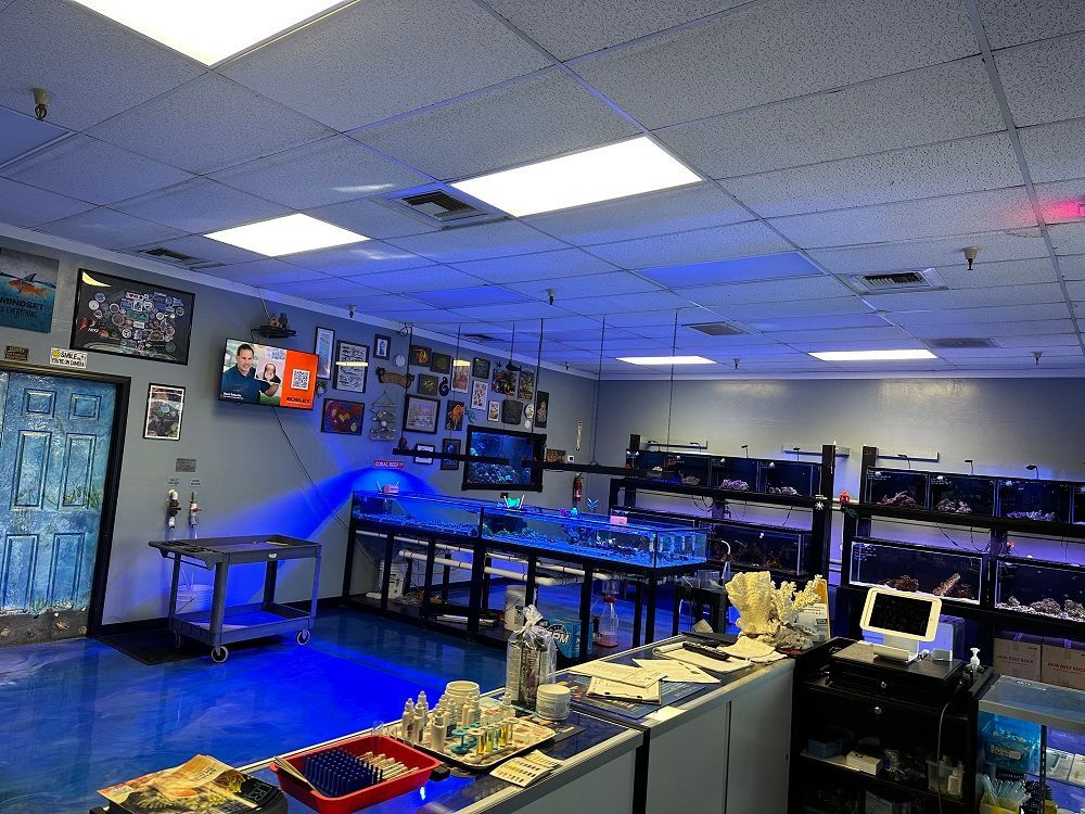 Interior of an aquarium store with blue lighting and tanks filled with fish.