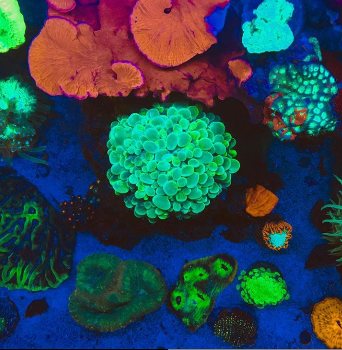 Colorful coral reef scene with vibrant oranges, greens, and blues under water.