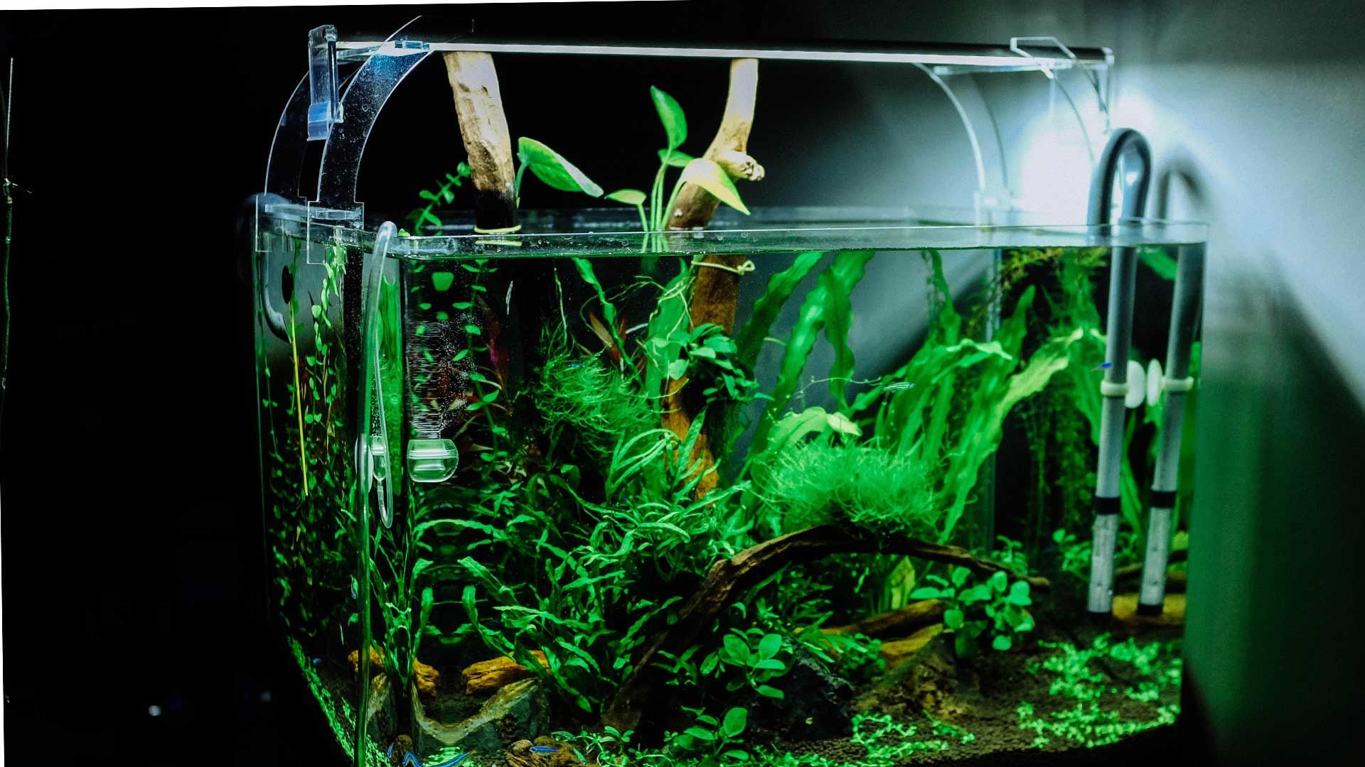 Square aquarium filled with lush green plants, wood, and water. Illuminated by overhead light.