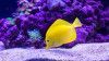 Yellow tang fish swimming in a reef tank with purple coral.