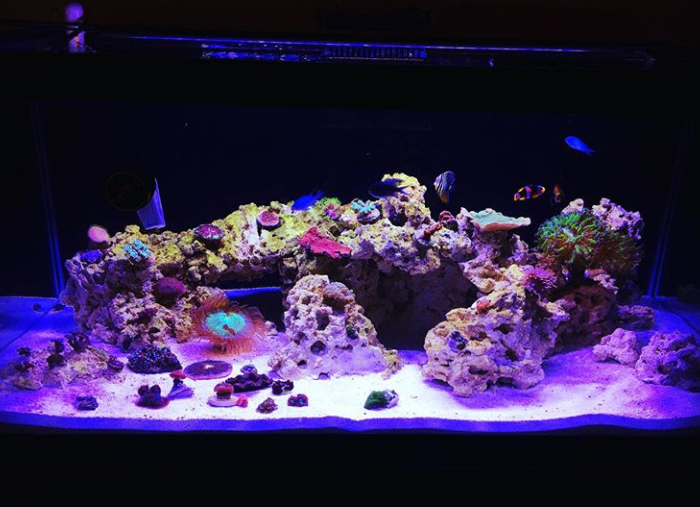 A large aquarium filled with lots of fish and corals.