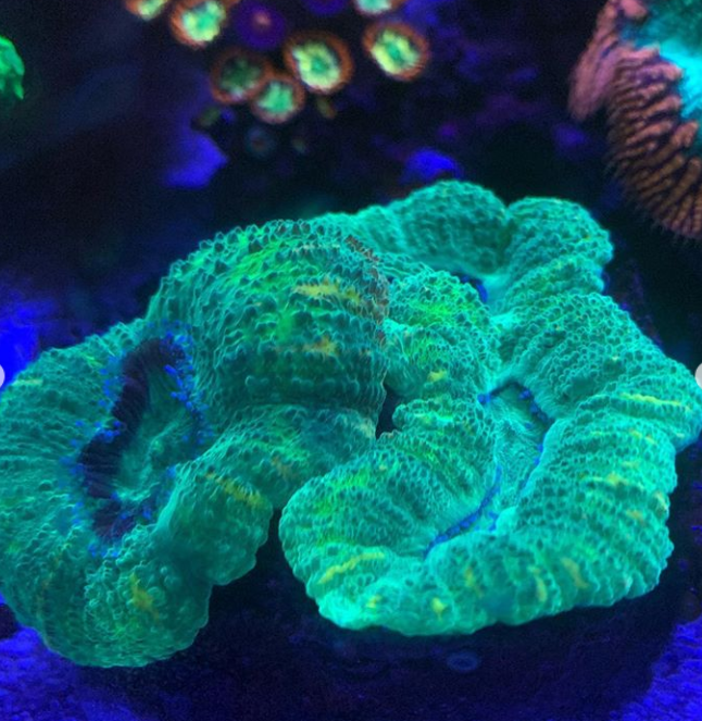 Green coral with blue and yellow accents, in an aquarium.