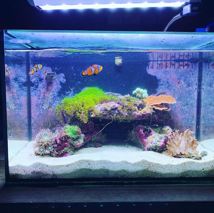 A fish tank filled with lots of fish and corals.