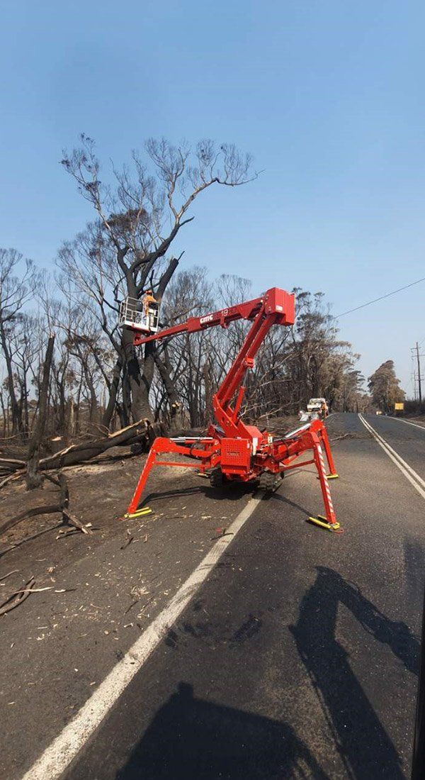 Equipment Use For Tree Cutting — Tree Removal In Kelso, NSW