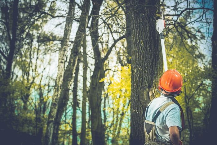 A Man Wearing A Hard Hat Is Standing Next To A Tree In The Woods — Tree Services In Kelso, NSW