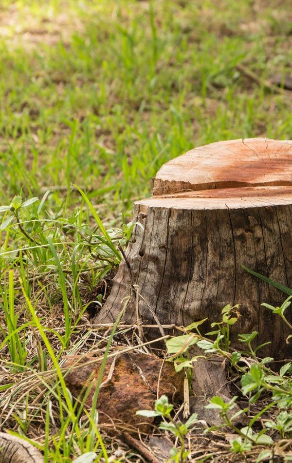 Tree Stump — Stump Grinding in Kelso, NSW