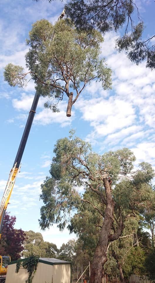 Crane Removing Cut Off Tree Branch — Safety & Council Requirements In Kelso, NSW