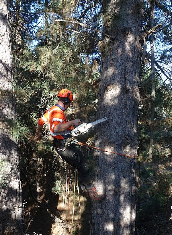 Worker With Cutting Equipment — Tree Removal In Bathurst, NSW