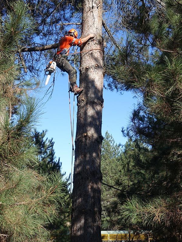 Worker Climbing Tree To Cut Branches  — Tree Pruning in Orange, NSW