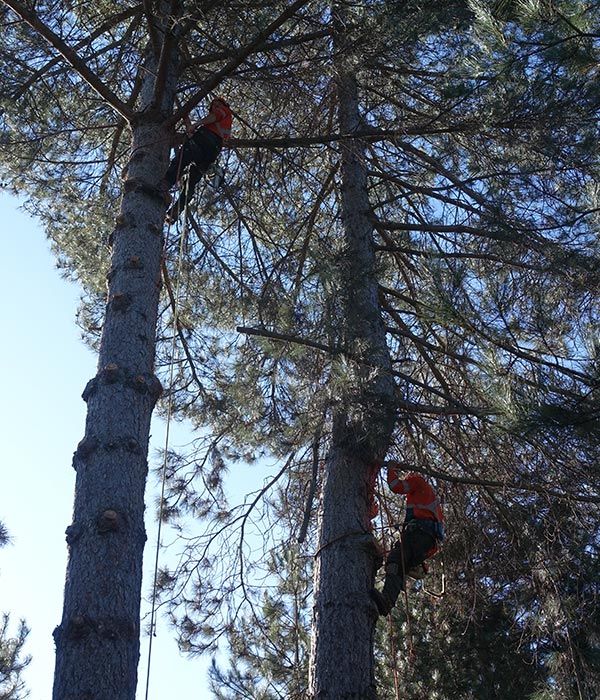 Tree Pruning — About Us In Kelso, NSW