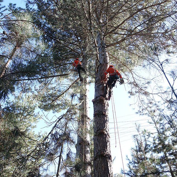 Workers Tree Pruning — Tree Services In Kelso, NSW