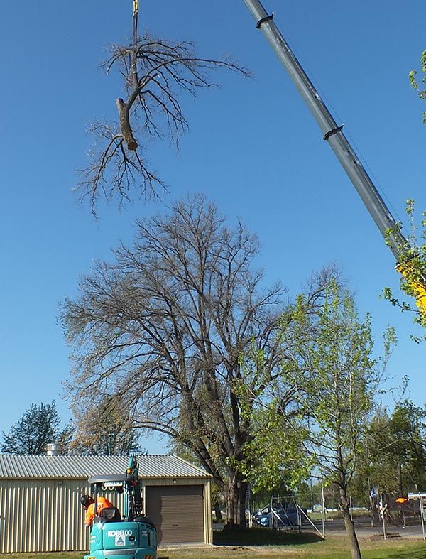 Remove Dead & Decaying Branch — Tree Pruning In Kelso, NSW