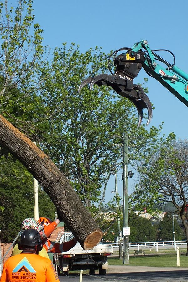 Worker Removing Trees With Equipment Tools — Tree Removal In Kelso, NSW