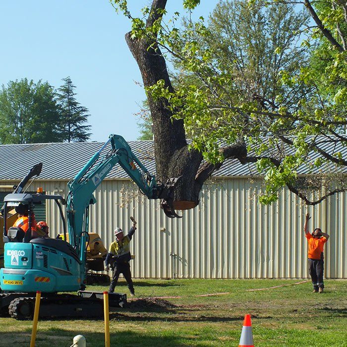 Tree Removal — Tree Services In Kelso, NSW