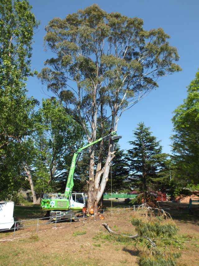 Workers Tree Pruning — Tree Services In Kelso, NSW