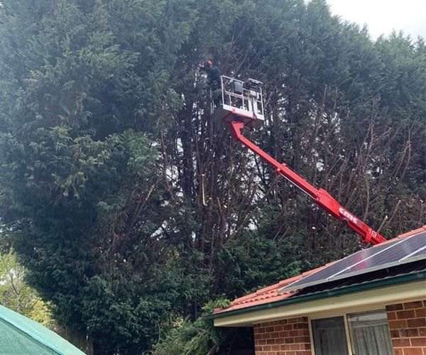 Crane Lifting Worker To Cut Tree — Our Projects In Kelso, NSW