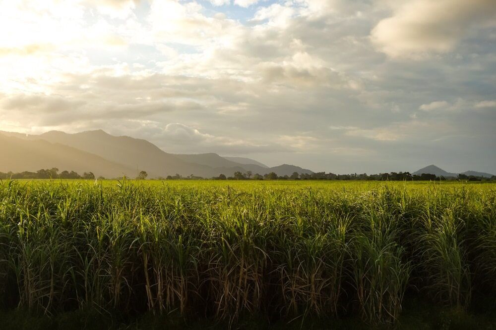 A Field Of Tall Grass With Mountains In The Background — Robon Electrical In Cairns, QLD