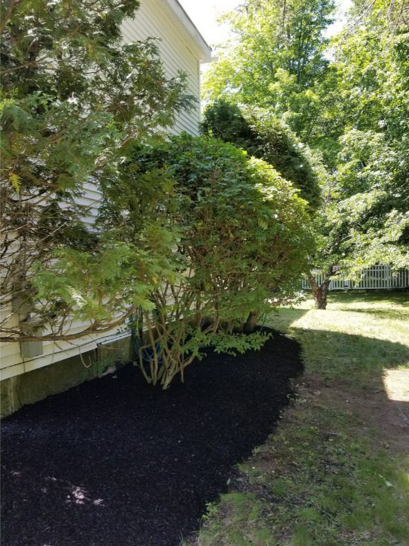 Freshly Planted Tree Saplings