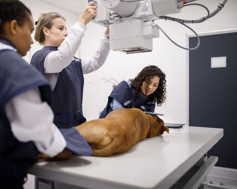 Veterinarian Checking the Dog — Cedar Falls, IA — Budreau Veterinary Clinic