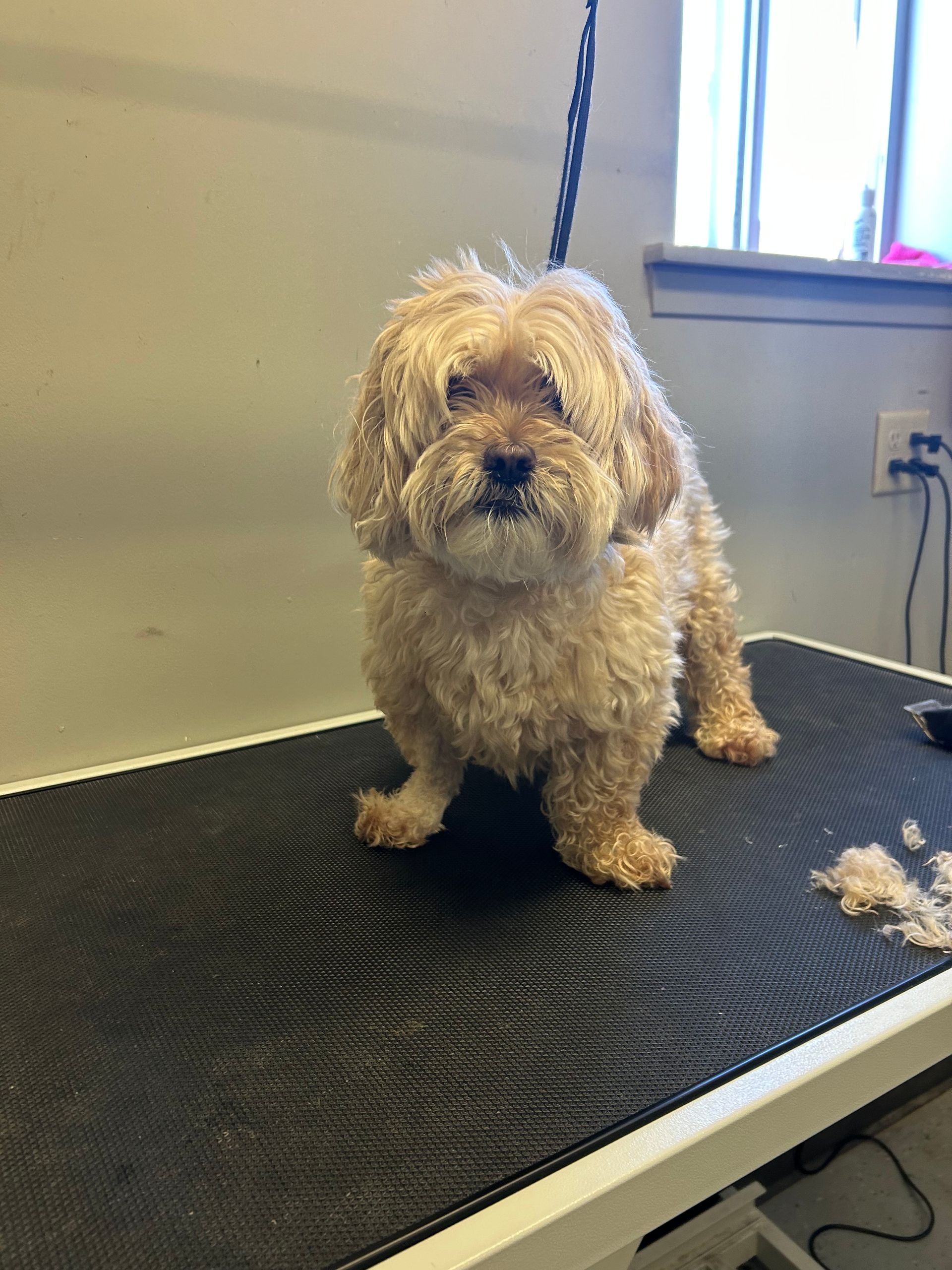 A small dog is sitting on a grooming table.