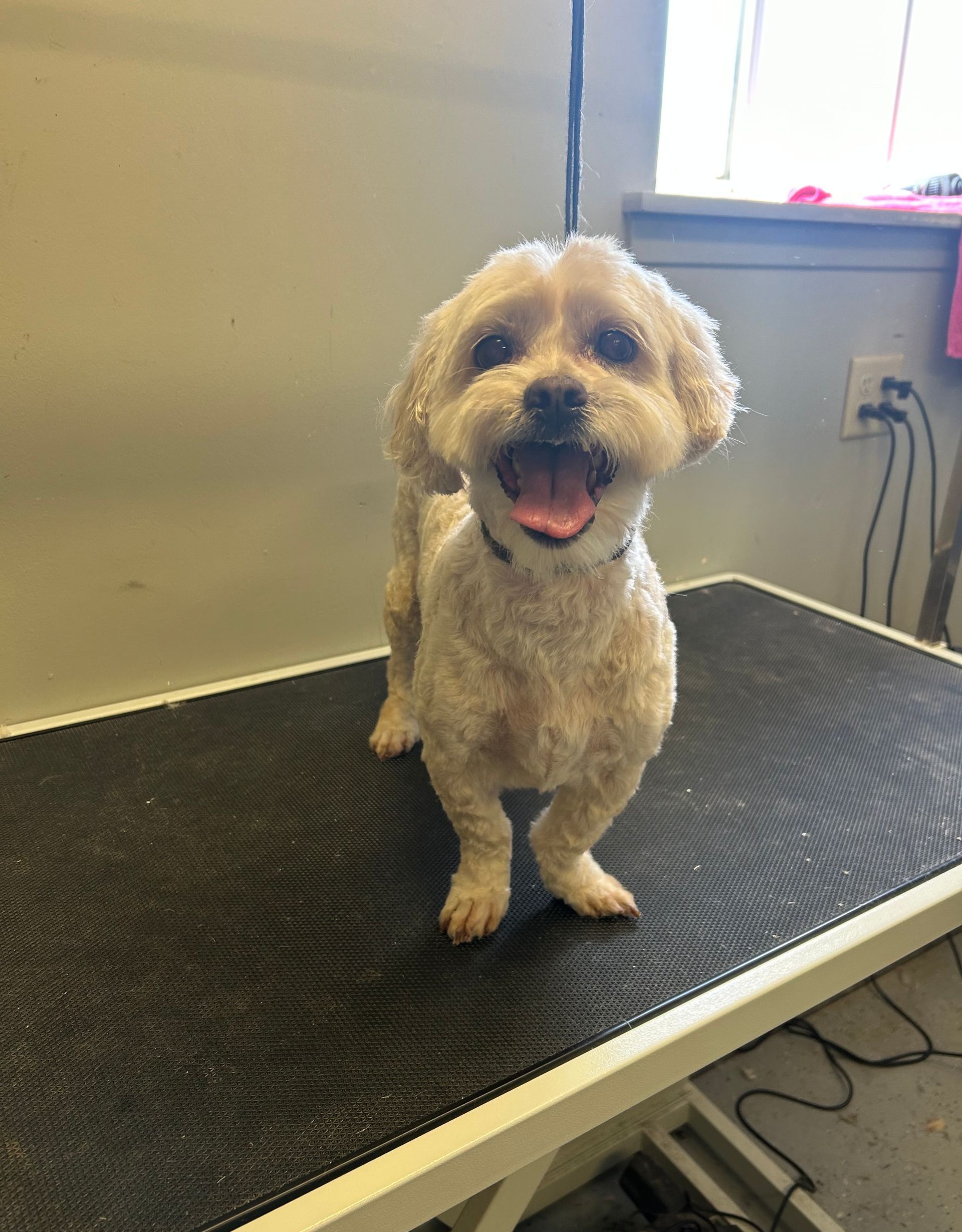 A small dog is sitting on a grooming table.