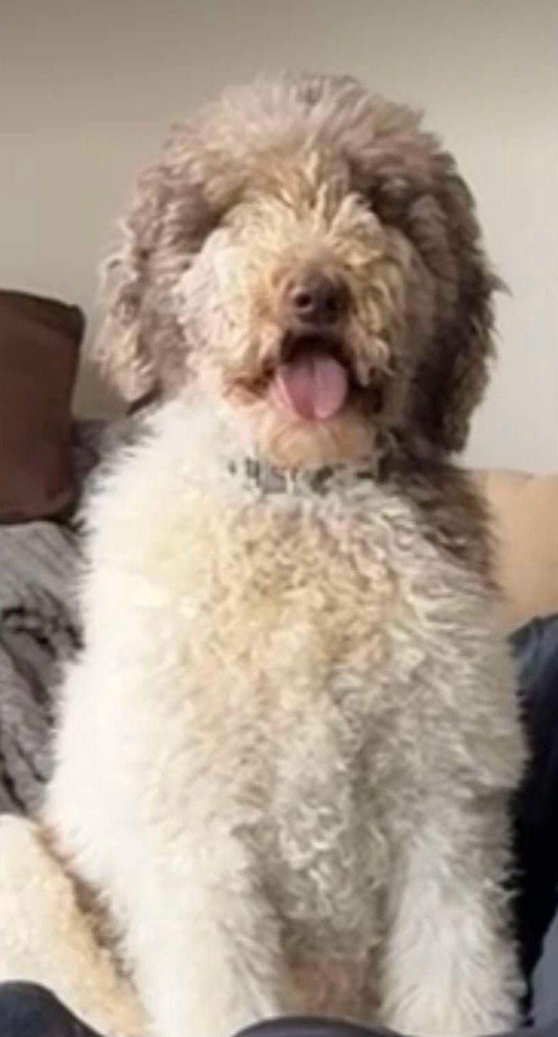 A brown and white dog is sitting on a bed with its tongue hanging out.