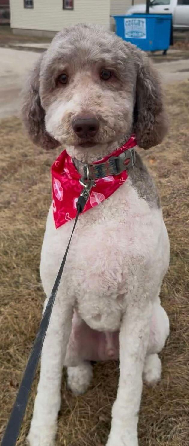 A brown and white dog wearing a red bandana is sitting on a leash.