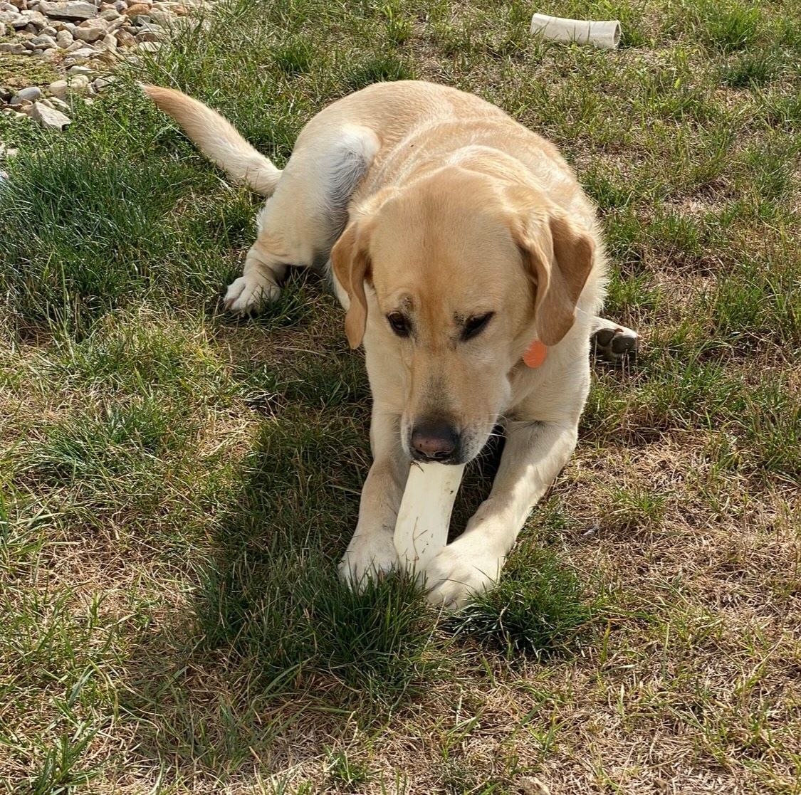 A dog is chewing on a stick in the grass.