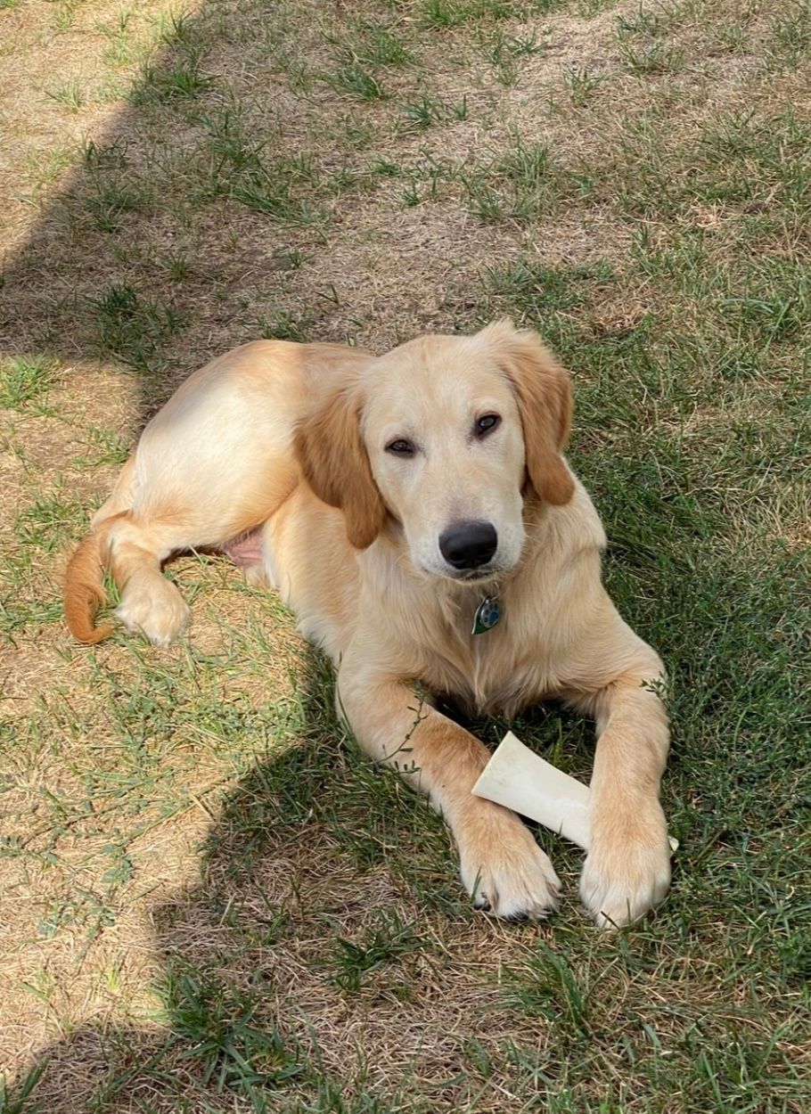 A dog is laying on the grass with a bone in its paws.