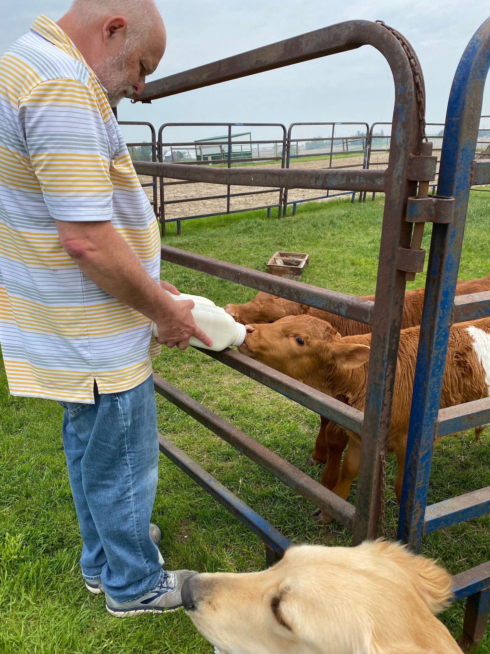 A man is feeding a cow a bottle of milk.