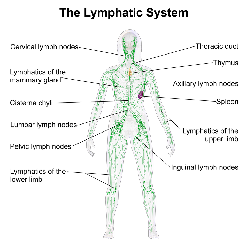 shotty lymph nodes lymph nodes