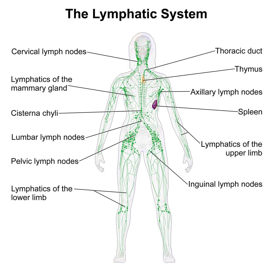 how-to-lymphatic-drainage-legs