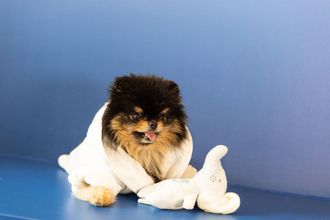 Een keeshondje zit op een blauwe tafel met een knuffeldier.
