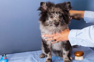 Een persoon borstelt een kleine hond met een borstel.
