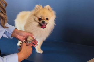 Een vrouw knipt de nagels van een kleine hond met een schaar.