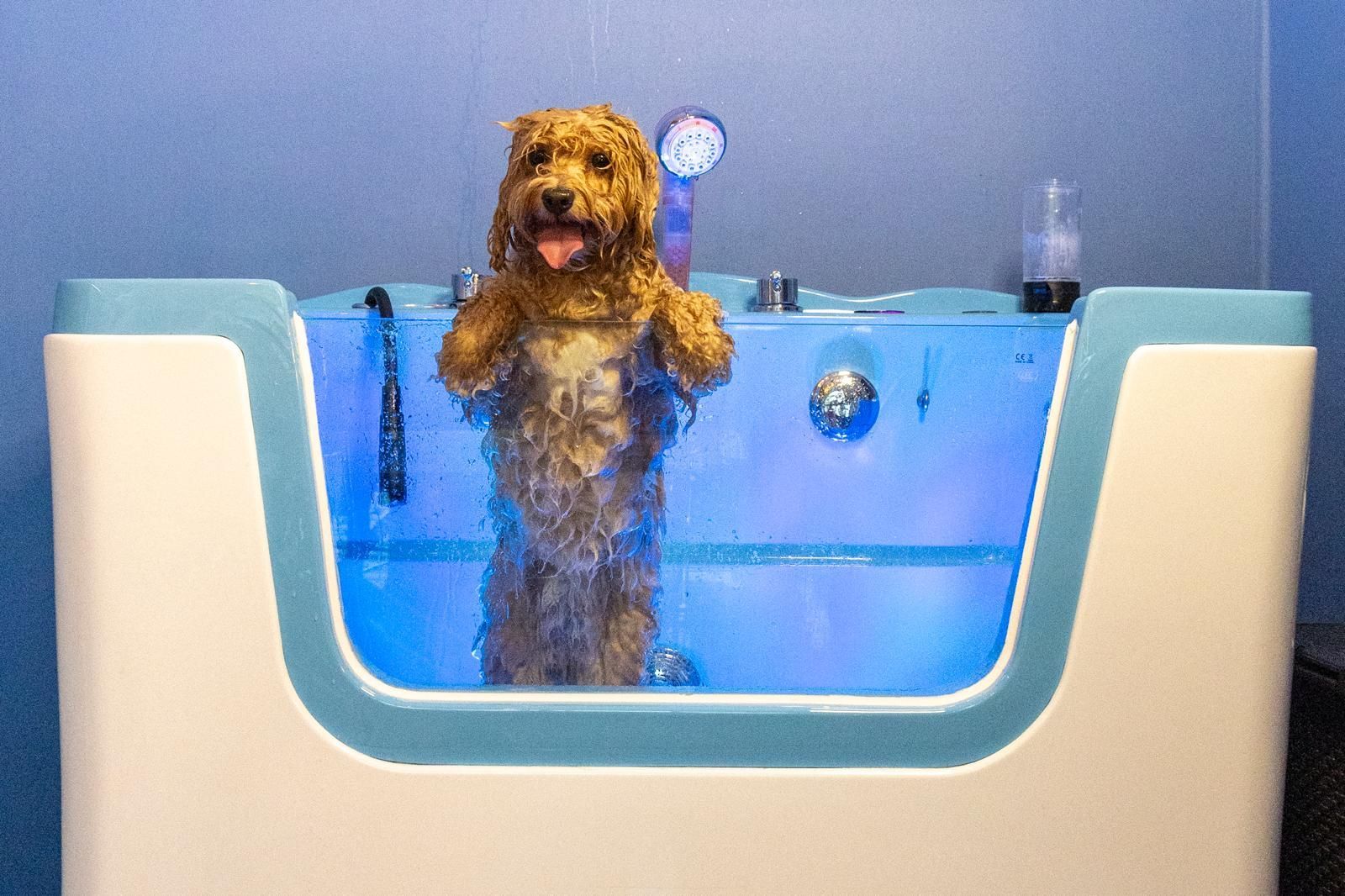 Een hond neemt een bad in een badkuip.