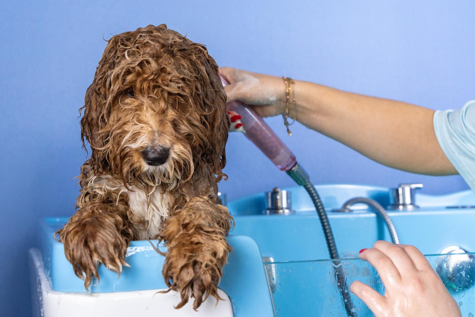 Een hond wordt gewassen in een badkuip.
