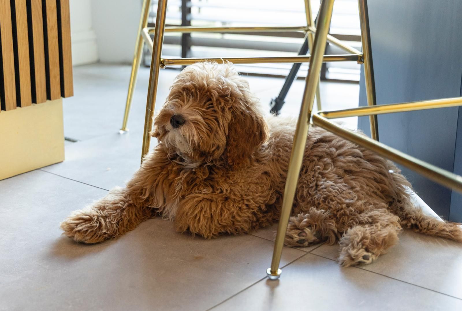 Een bruine hond ligt op de grond onder een stoel.