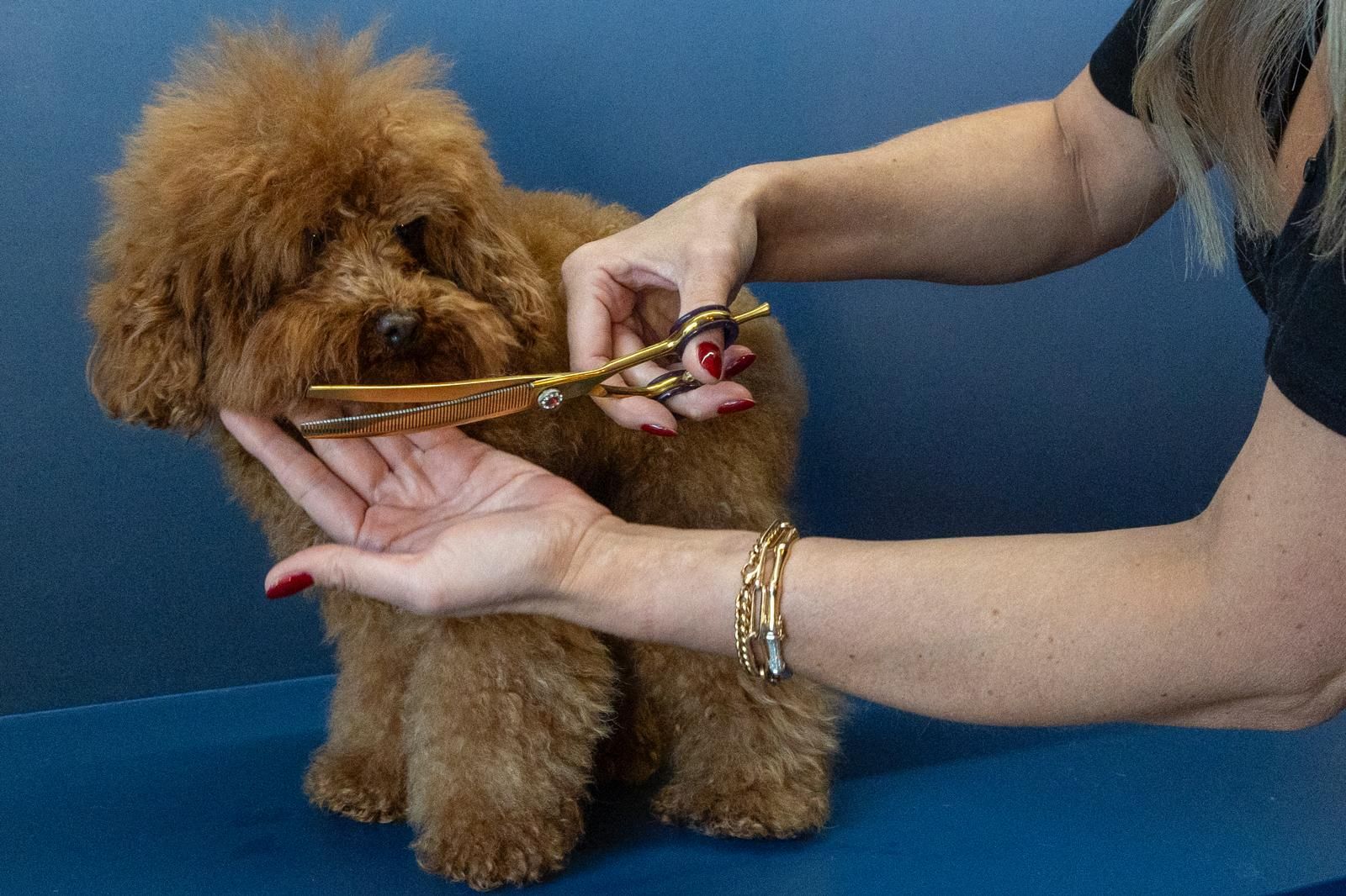 Een vrouw knipt het haar van een kleine bruine hond met een schaar.