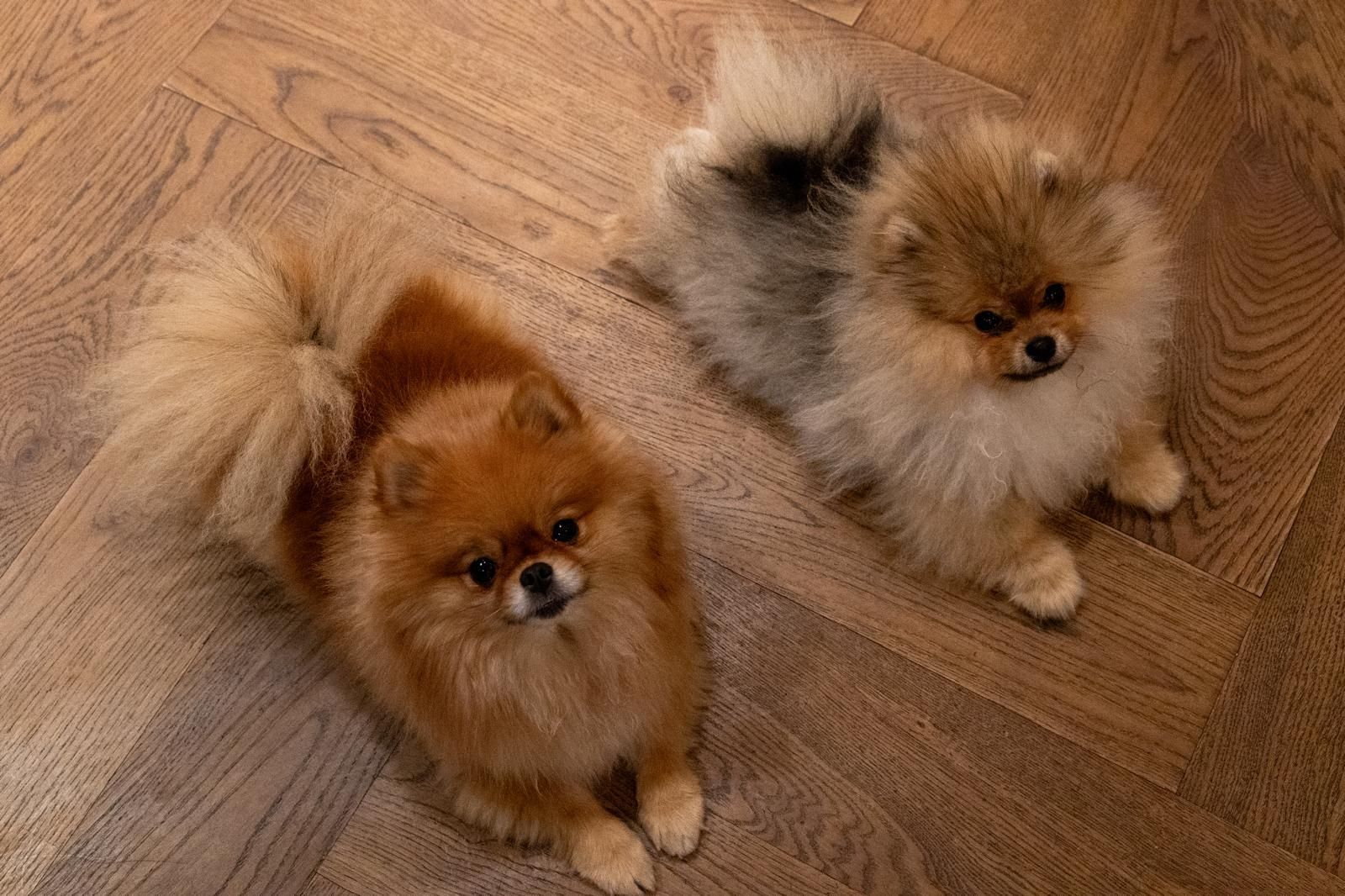 Twee keeshondjes liggen op een houten vloer.