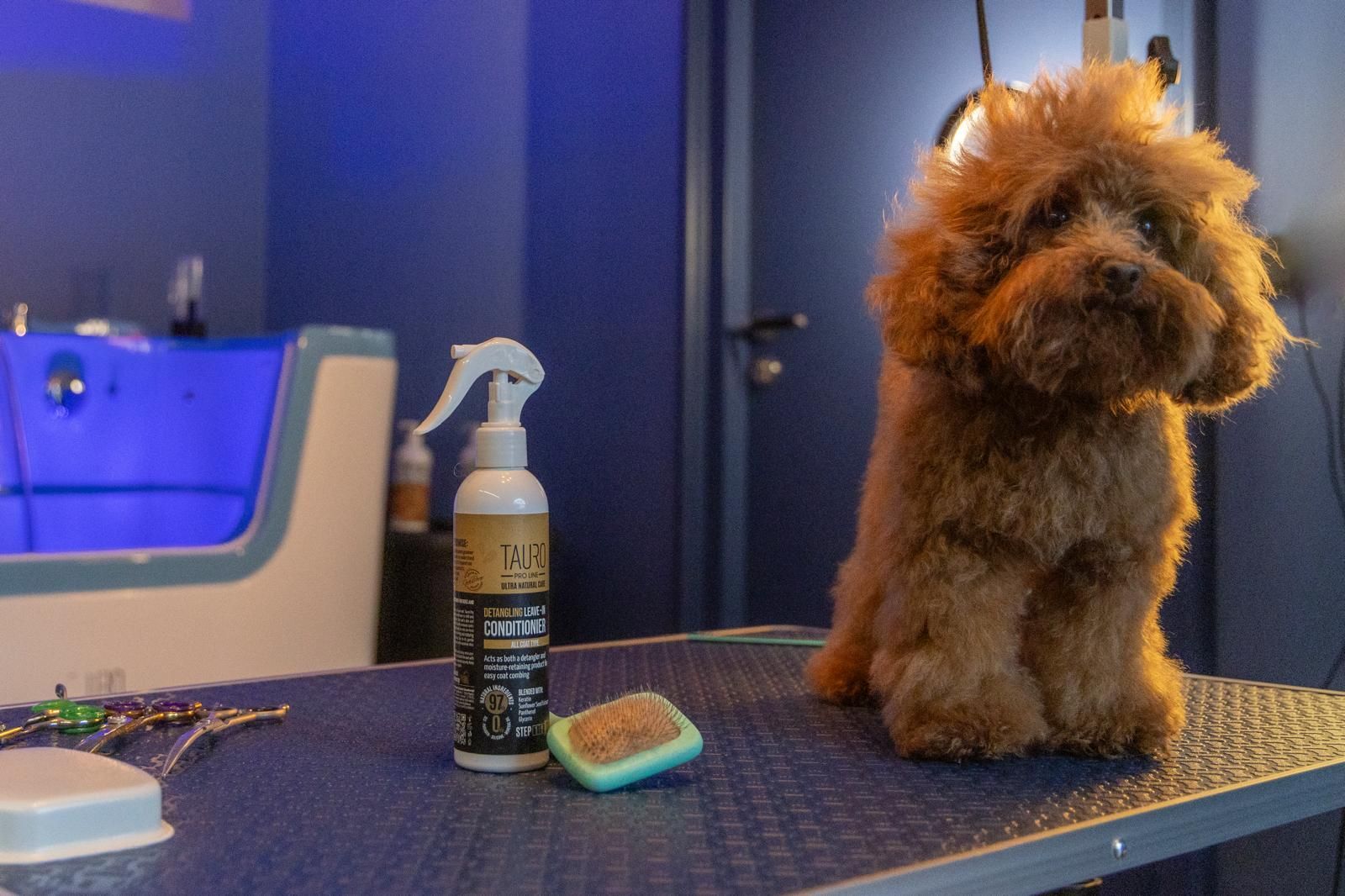 Een klein bruin hondje zit op een tafel naast een plantenspuit.