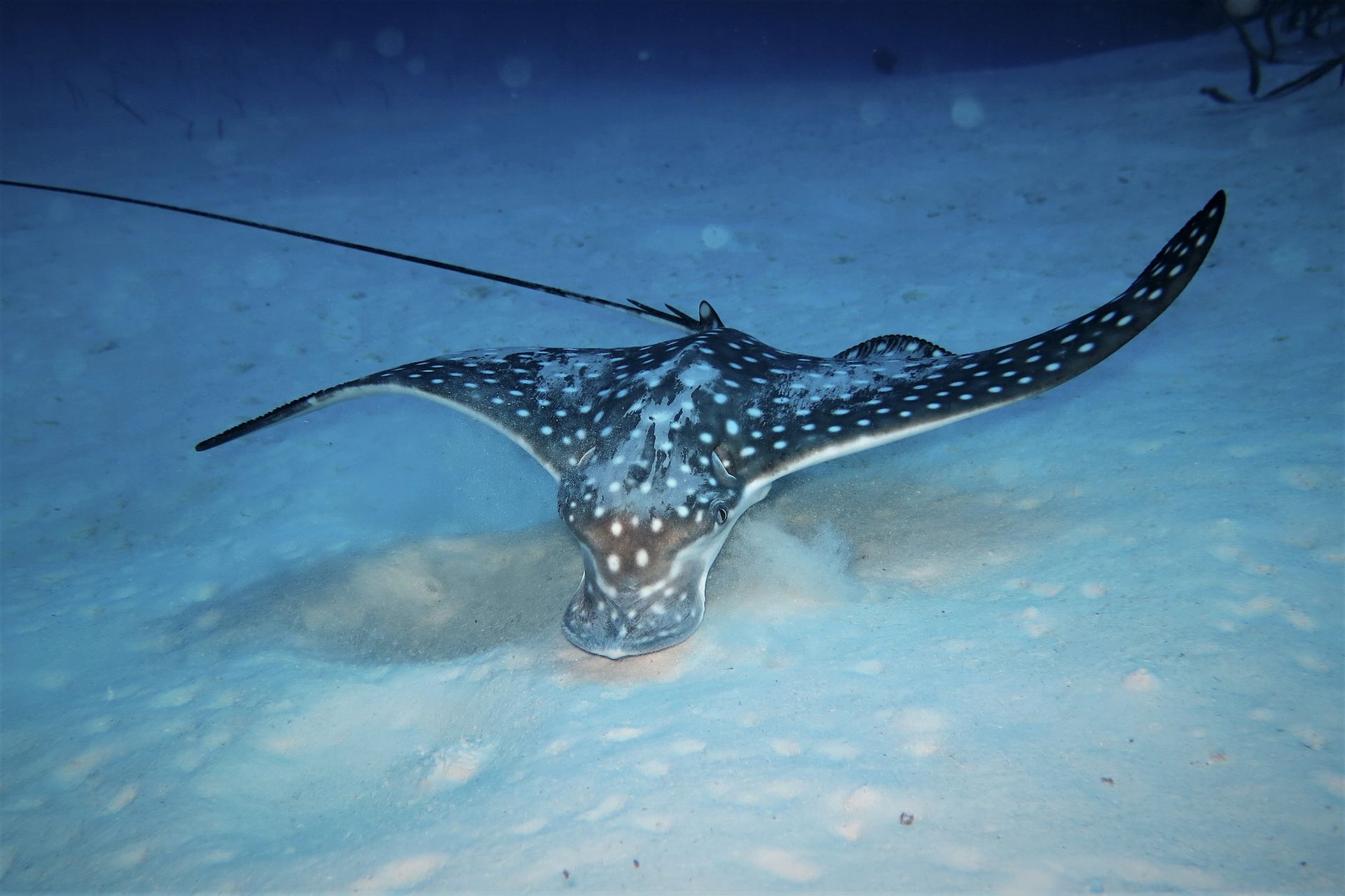 Eagle ray