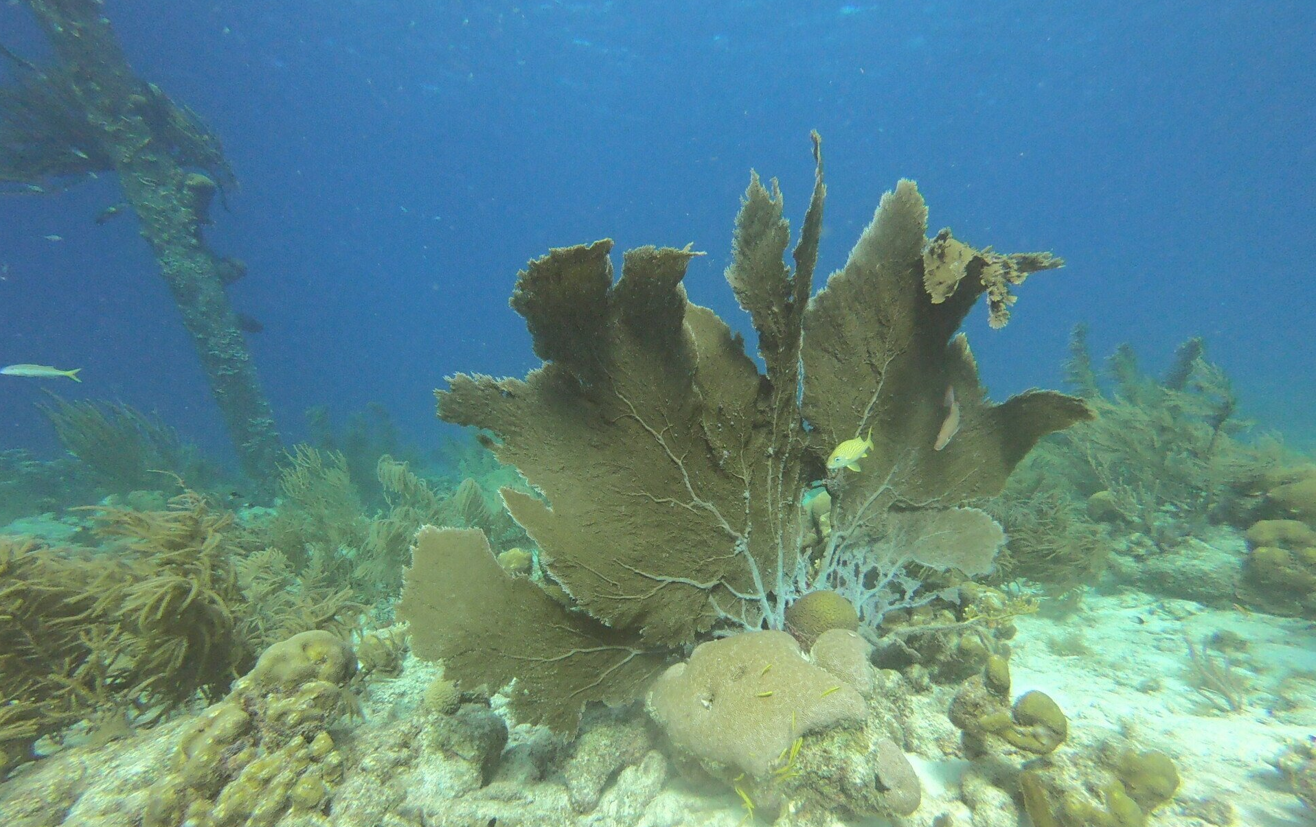 Coral at Salt Pier