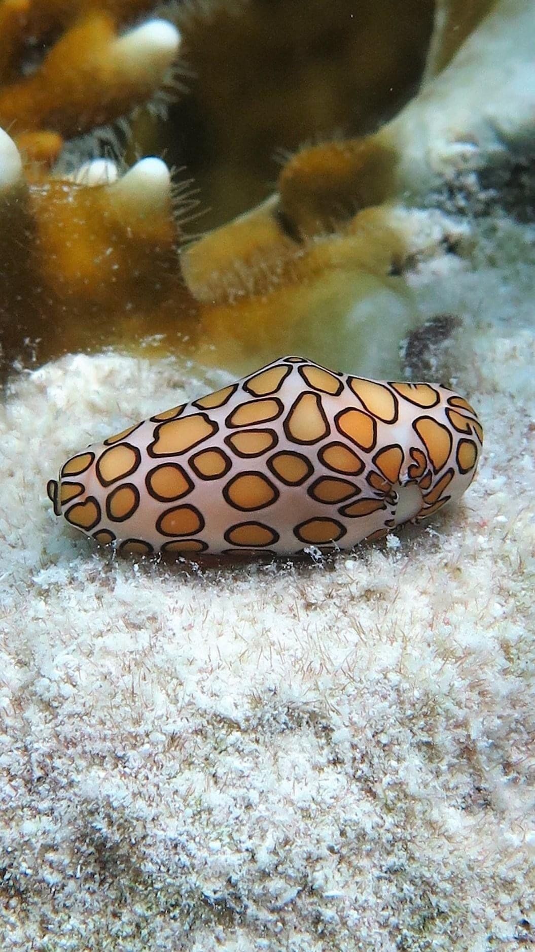 Flamingo tongue