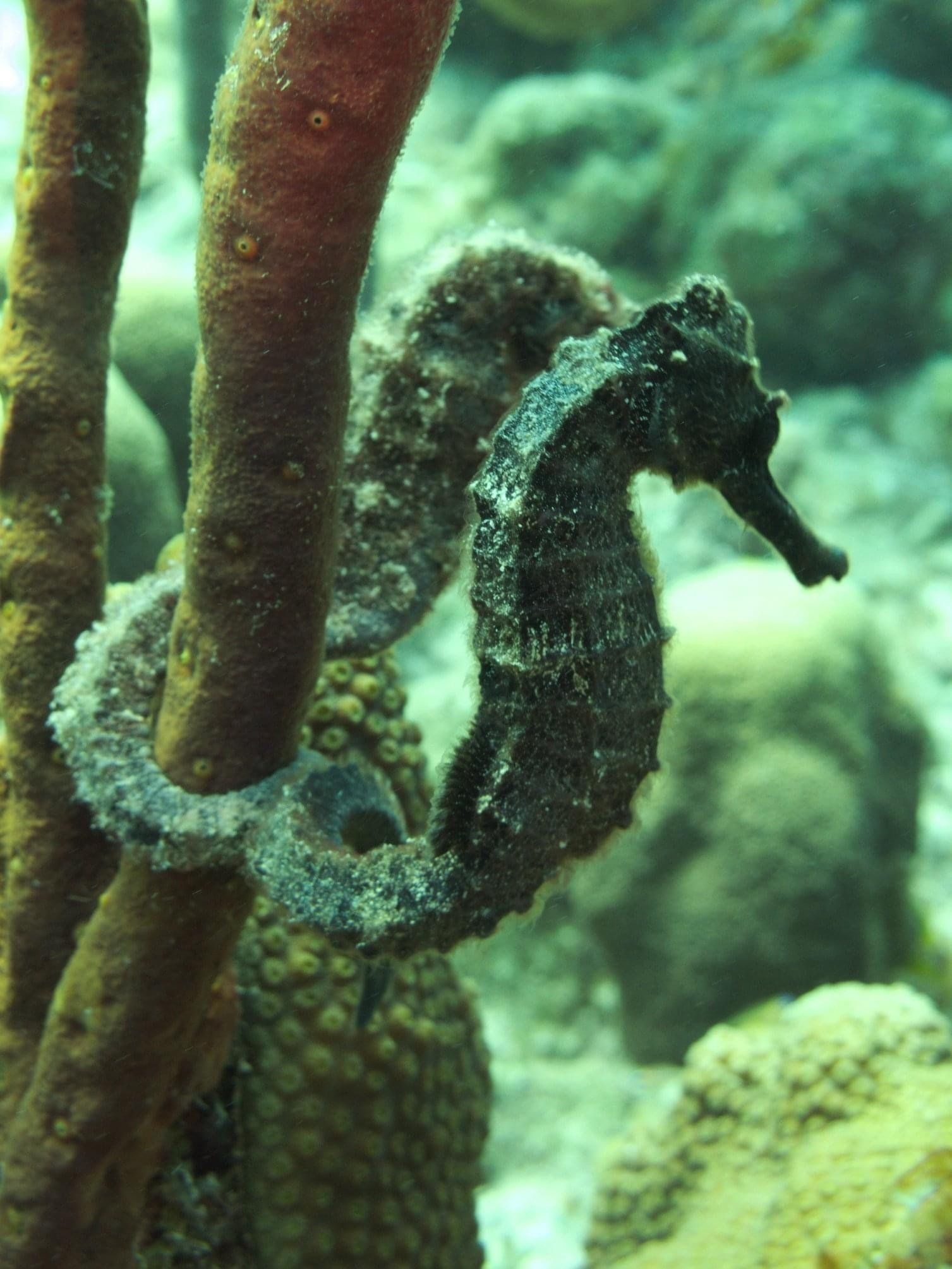 seahorse