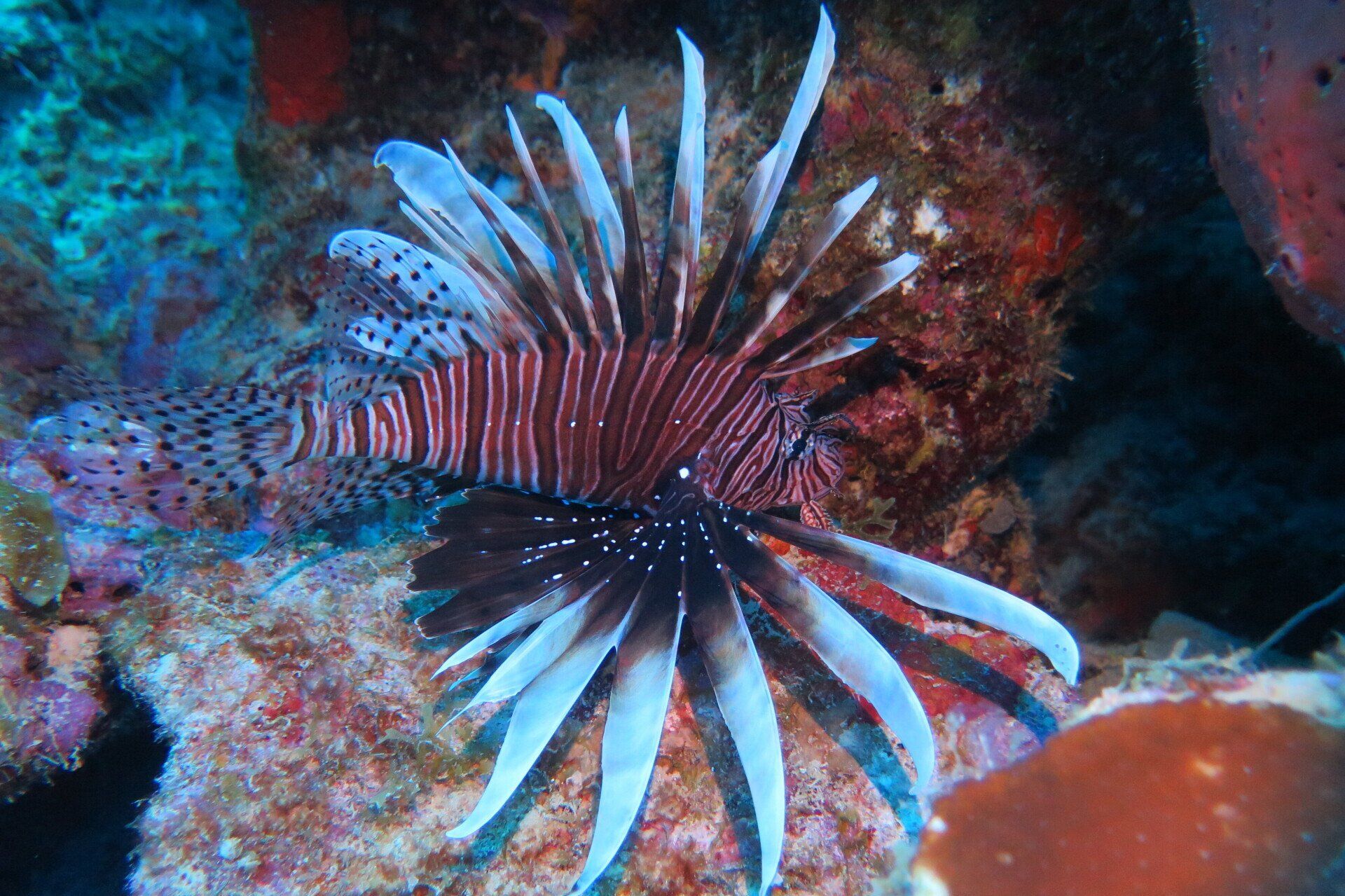 Lionfish