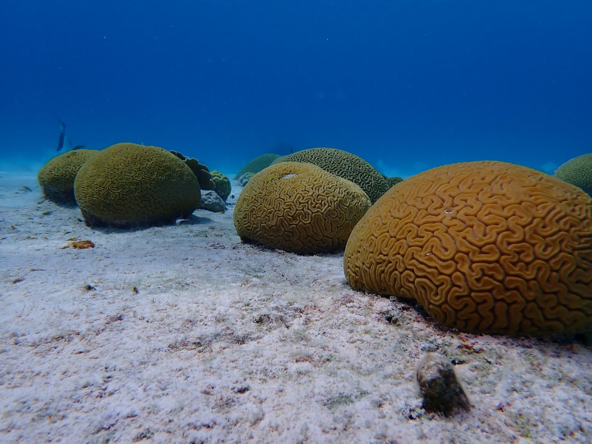 Brain coral