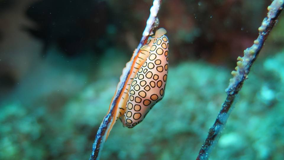 Flamingo tongue