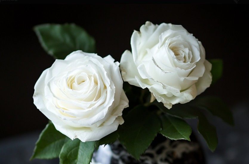cremation services Largo, FL